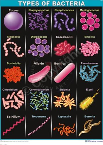 Types Of Bacteria Chart at Rs 320/piece | बायोलॉजिकल चार्ट in Hyderabad | ID: 8867068333