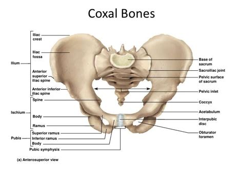 anterosuperior view of pelvis | Anatomy and physiology, Anatomy, Physiology