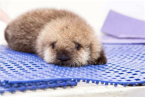A new name for sea otter Pup 681, live Friday - Chicago Tribune