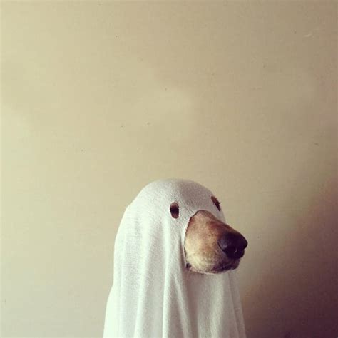 101 Costumes For Adults to DIY on the Cheap This Halloween | Ghost dog ...