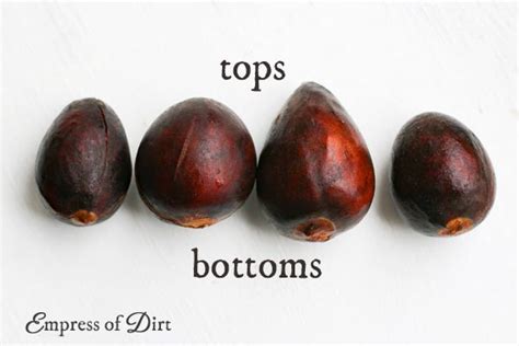 How to Grow an Avocado from Seed (Easy Method) | Empress of Dirt