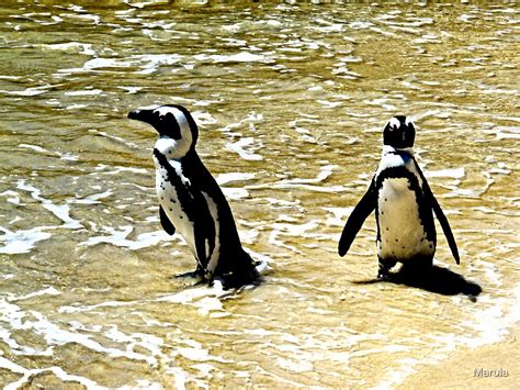 "Boulders Beach penguins" by Marula | Redbubble