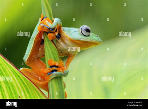 Javan tree frog on a leaf Stock Photo - Alamy