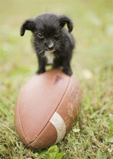 The 30 Tiniest, Cutest Puppies In The World - Small Joys