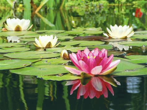 What Is Needed to Kill Lily Pads in Fish Ponds? | eHow