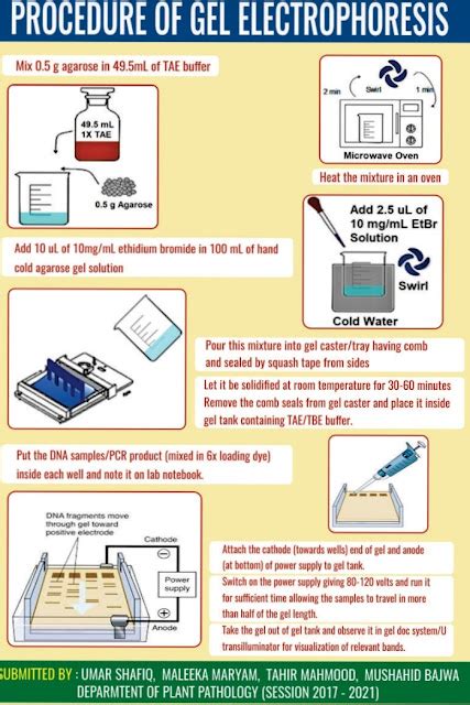 GEL Procedure Of Gel Electrophoresis For Separation DNA/RNA