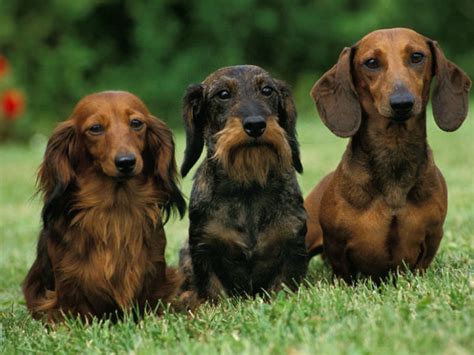 Do Long, Smooth, and Wire Haired Dachshunds Have Different Personalities? - For My Dachshund