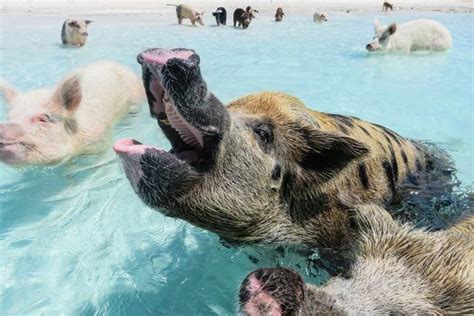 How to visit the Bahamas Swimming Pigs at Pig Beach | Swimming pigs, Pig beach, Pig beach bahamas