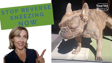 Reverse Sneezing In Dogs: Why It Occurs, How To Stop & Prevent It 🐶 - YouTube