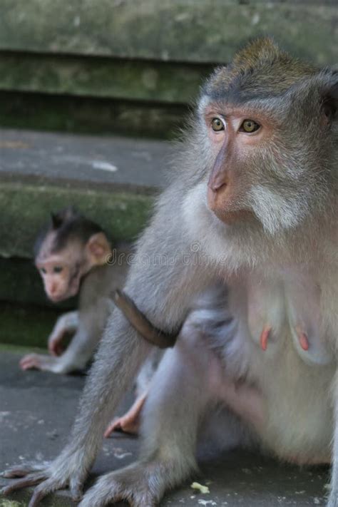 Monkey Protecting Its Child Stock Photo - Image of expressiveness ...