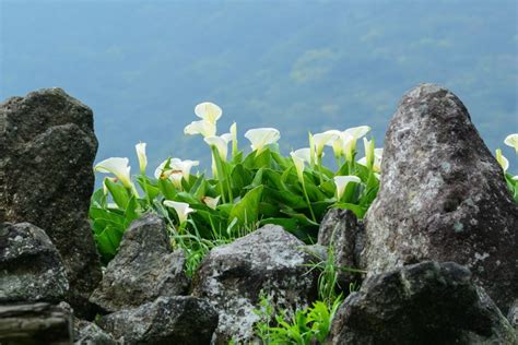 Caring for calla lilies: watering, fertilising & pruning - Plantura