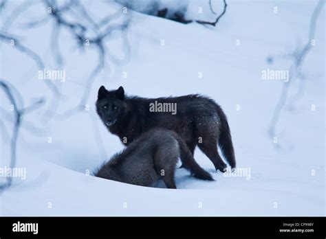 Two gray wolves play in the snow in Banff National Park, Alberta ...