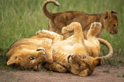Two Lion Cubs Play on Their Backs Stock Image - Image of animal, tanzania: 181024577