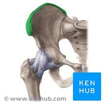 Iliac crest: location, anatomy and function | Kenhub