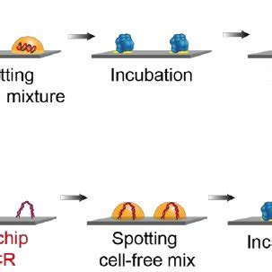 Protein microarrays. (a) Functional protein microarrays for studying... | Download Scientific ...