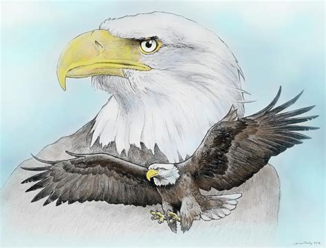 Realistic Eagle Drawing