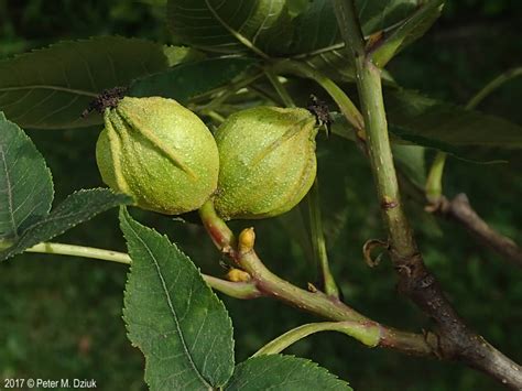 Carya cordiformis (Bitternut Hickory): Minnesota Wildflowers