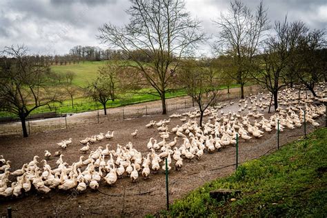 Duck breeding - Stock Image - C049/9642 - Science Photo Library