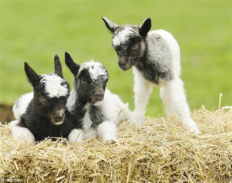 Rarer than pandas: The three spring Bagot goats who are anything but gruff | Daily Mail Online