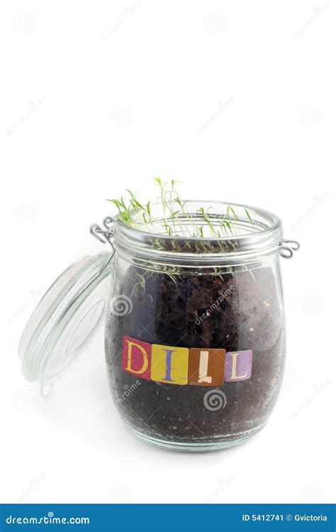 Dill seedlings stock image. Image of green, organic, botany - 5412741