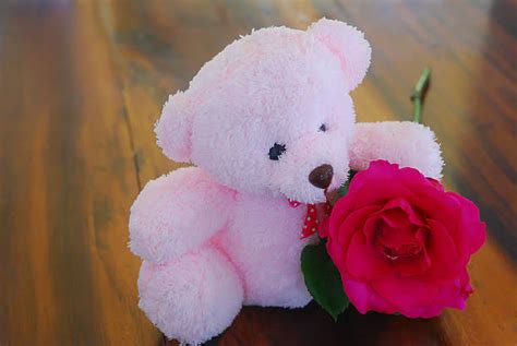 Best Roses And A Teddy Bear Stock Photos, Pictures & Royalty-Free Images - iStock