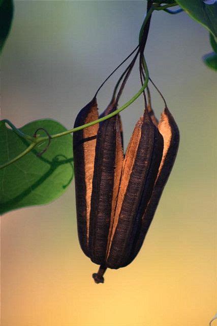 Aristolochia's seed capsule | Seed capsule, Seed pods, Flower seeds