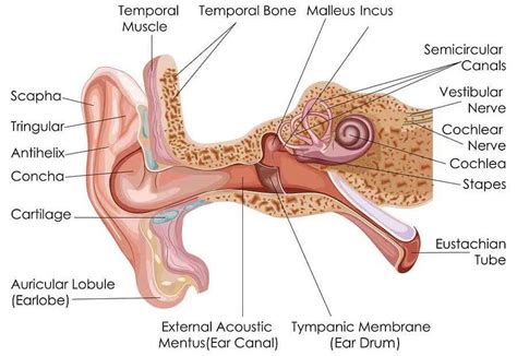 BPPV Causes: What Are They? - Vertigo Detective