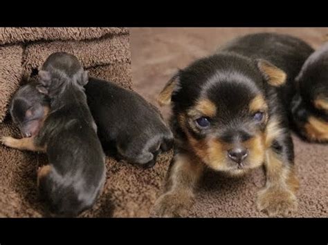 What Color Are Yorkie Puppies When They Are Born