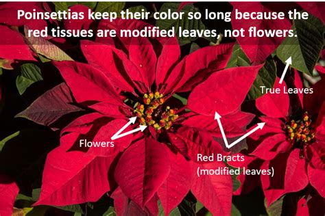 Poinsettias: Reblooming Is Fun, But Challenging