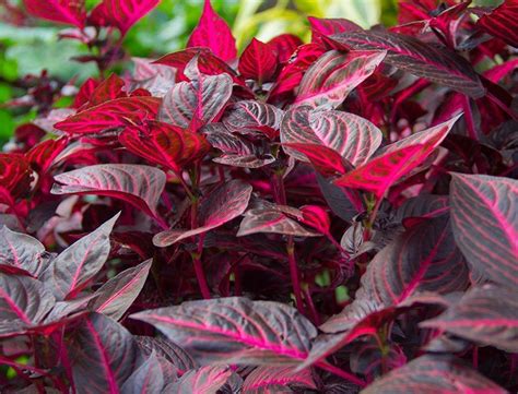 Bloodleaf Guide: How to Grow & Care for "Iresine Herbstii" | Organic ...