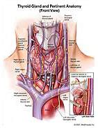Thyroid Gland and Pertinent Anatomy Medical Exhibit Medivisuals