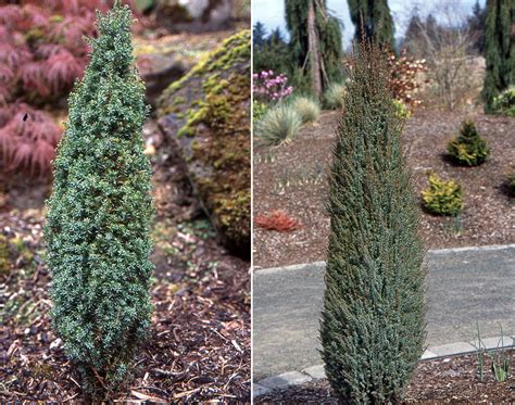 Juniperus communis 'Compressa' | Landscape Plants | Oregon State University