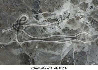 Ebola Virus Seen Under Microscope Epidemic Stock Photo 213889453 ...