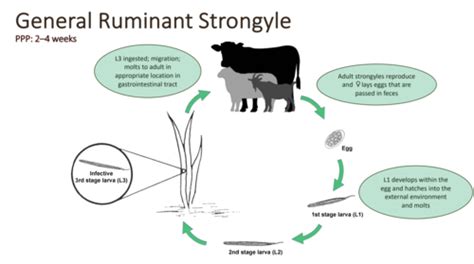 Nematodes: Ruminant Strongyles Flashcards | Quizlet