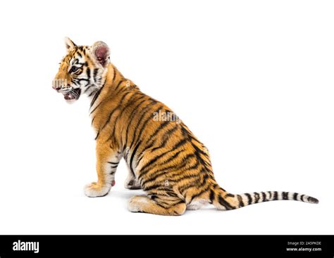 Two months old tiger cub sitting against white background Stock Photo - Alamy