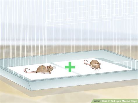 How to Set up a Mouse Cage: 14 Steps (with Pictures) - wikiHow