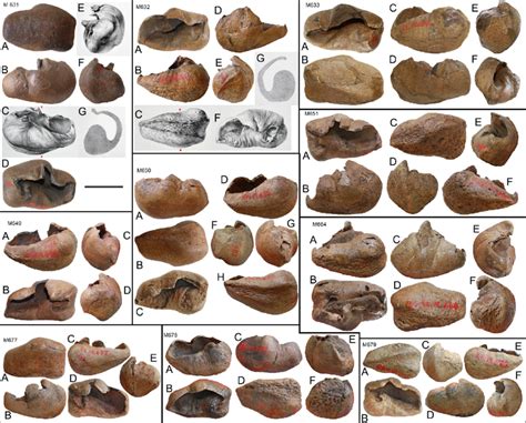 -Tympanic bullae previously assigned to different Plesiocetus species... | Download Scientific ...