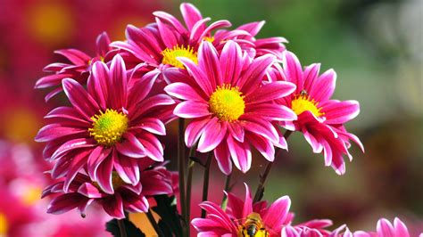 Beautiful Flowers Wallpapers, Pictures, Images