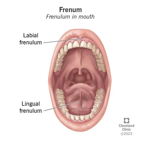 Labial Frenulum