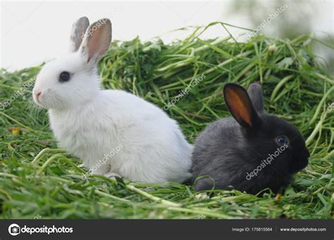 White Baby Rabbits