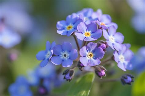 Purple Forget Me Not Flower Meaning, Symbolism & Spiritual Significance - Foliage Friend - Learn ...