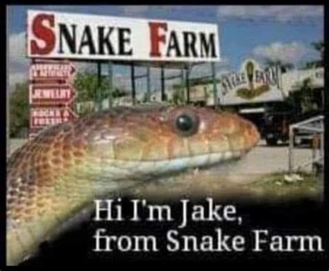 SNAKE FARN i'm Jake, from Snake Farm - iFunny