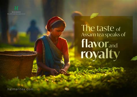 History of Tea in Assam: Everything You Need To Know