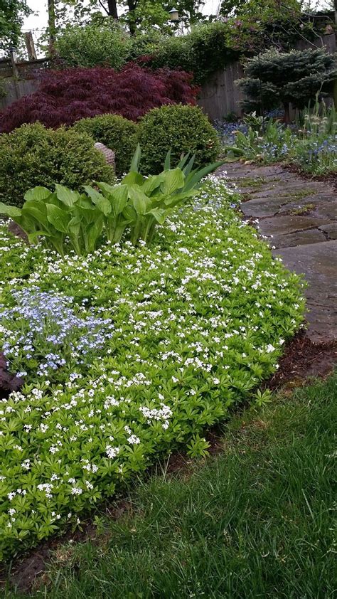 Shade garden. Hosta and ground cover sweet woodruff. | 1000 in 2020 ...