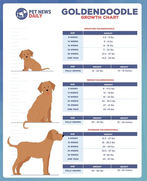 Goldendoodle Height: How Tall Do Goldendoodles Get? - Pet News Daily