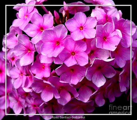 Pink Purple Phlox Flowers Photograph by Rose Santuci-Sofranko