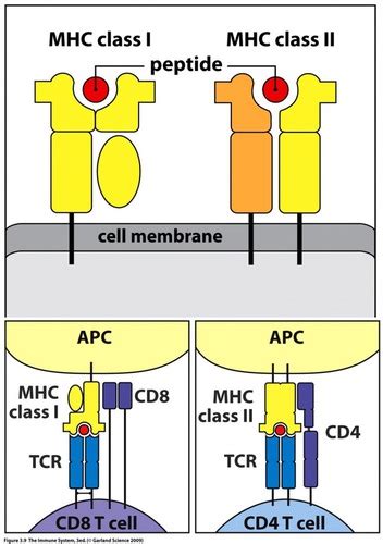 MHC-Antibody Presentation Flashcards | Quizlet