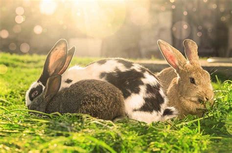 Happy bunnies? | Burgess Pet Care