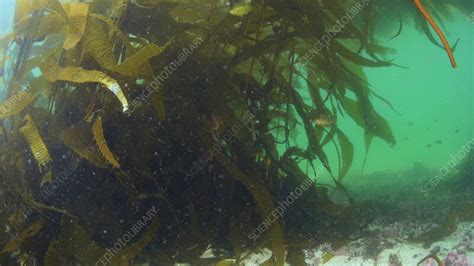 Copper rockfish in a kelp forest, Canada - Stock Video Clip - K011/3329 - Science Photo Library