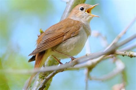 10 Oiseaux qui chantent la nuit